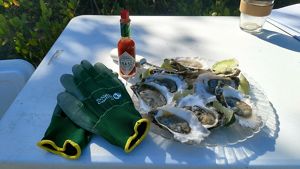 Washington Oysters In Puget Sound